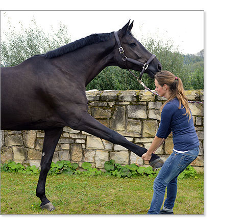 Ostheopathiebehandlung beim Pferd