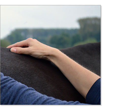 Ostheopathiebehandlung beim Pferd
